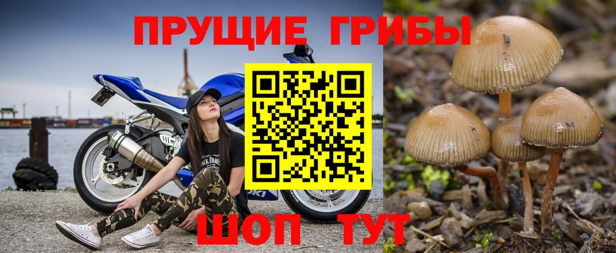 Псилоцибиновые грибы Psilocybe Новокуйбышевск