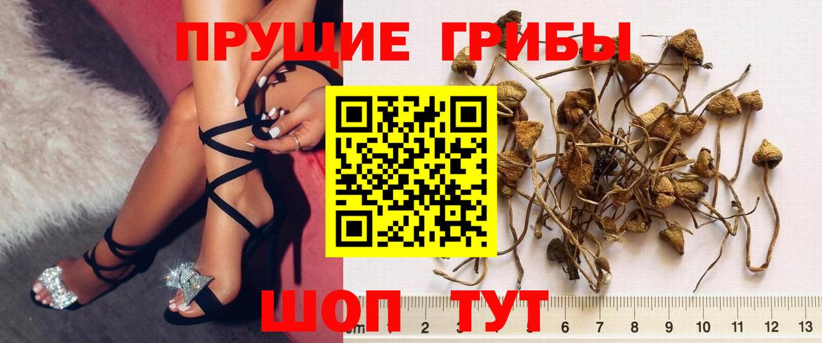 Новокуйбышевск  Псилоцибиновые грибы Psilocybine cubensis  Галлюциногенные грибы прущие грибы  Вход с VPN 
